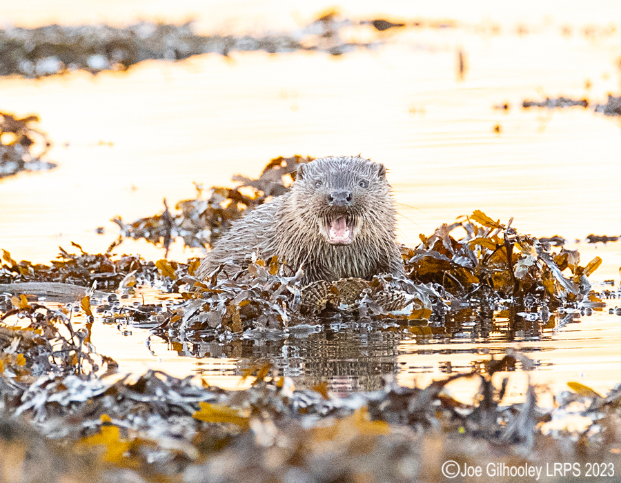 Otters on Loch Spelve, Mull