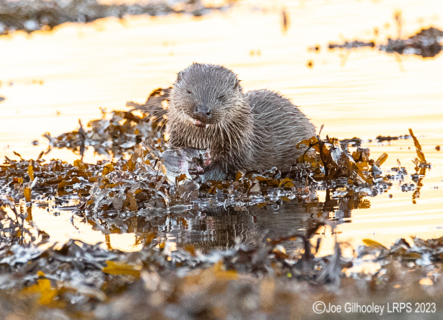 Otters on Loch Spelve, Mull
