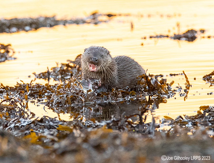 Otters on Loch Spelve, Mull
