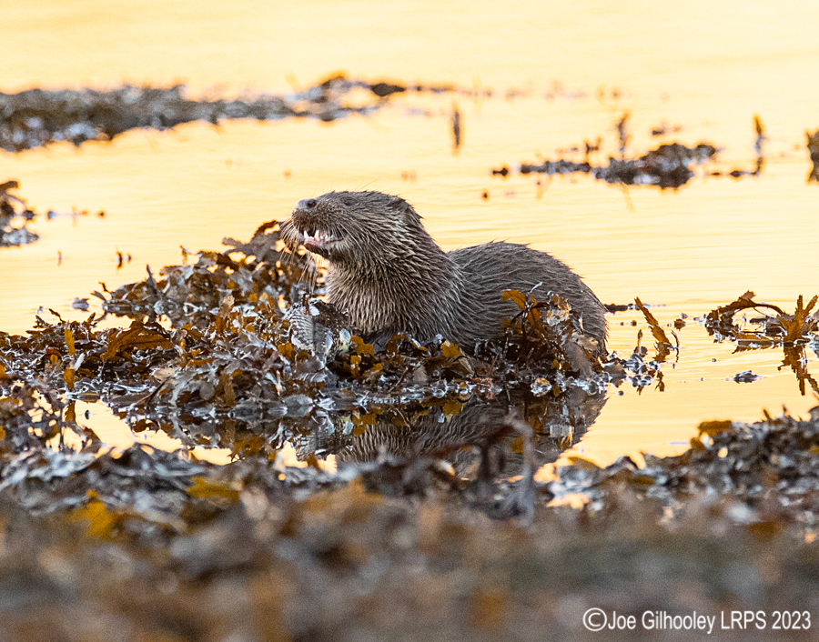 Otters on Loch Spelve, Mull