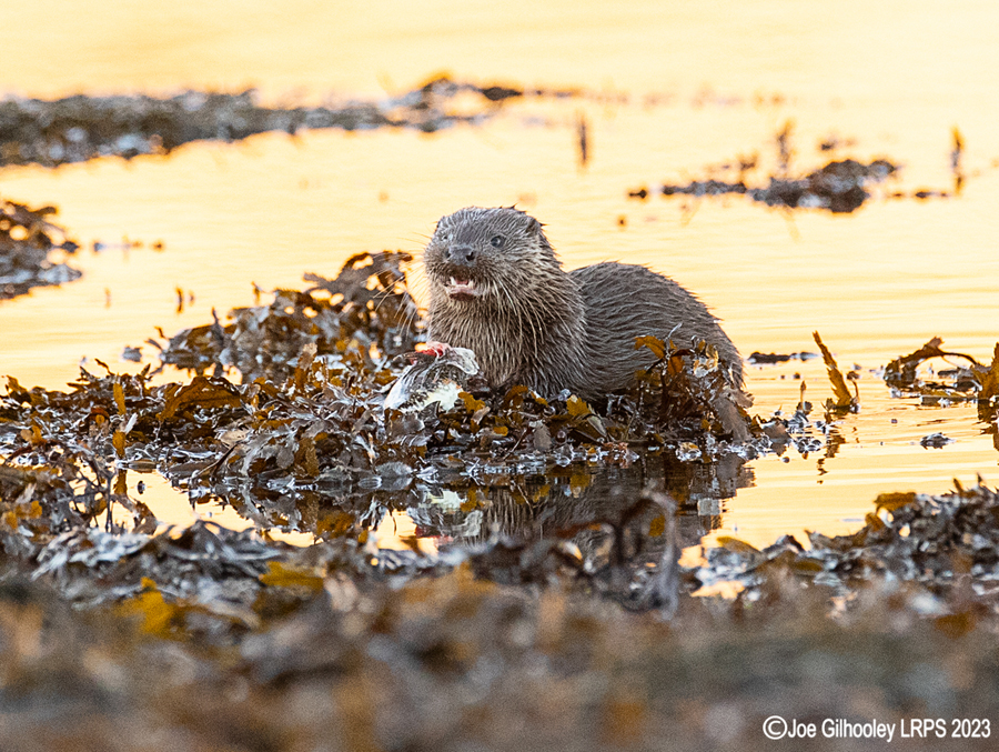 Otters on Loch Spelve, Mull