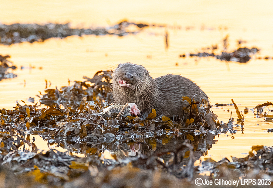 Otters on Loch Spelve, Mull