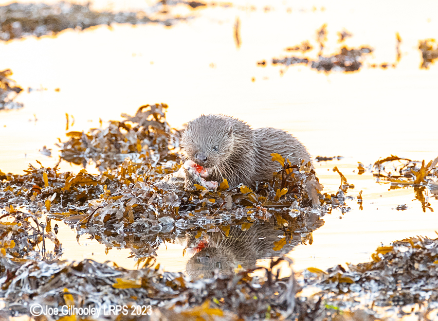 Otters on Loch Spelve, Mull