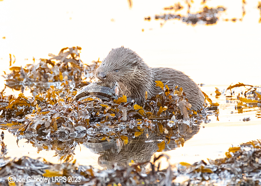 Otters on Loch Spelve, Mull