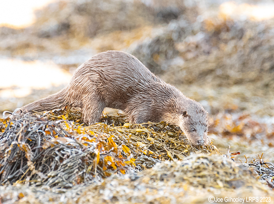Otters on Loch Spelve, Mull