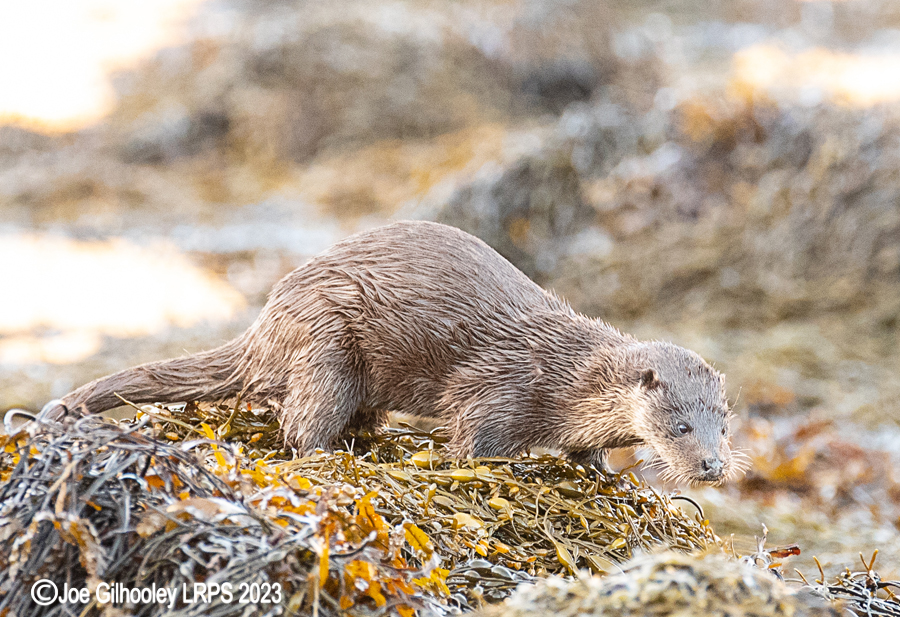 Otters on Loch Spelve, Mull