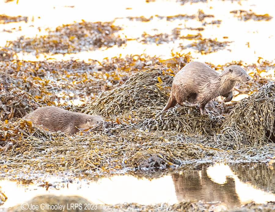 Otters on Loch Spelve, Mull