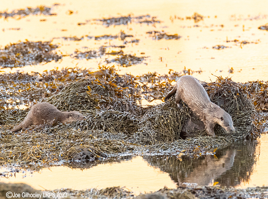 Otters on Loch Spelve, Mull