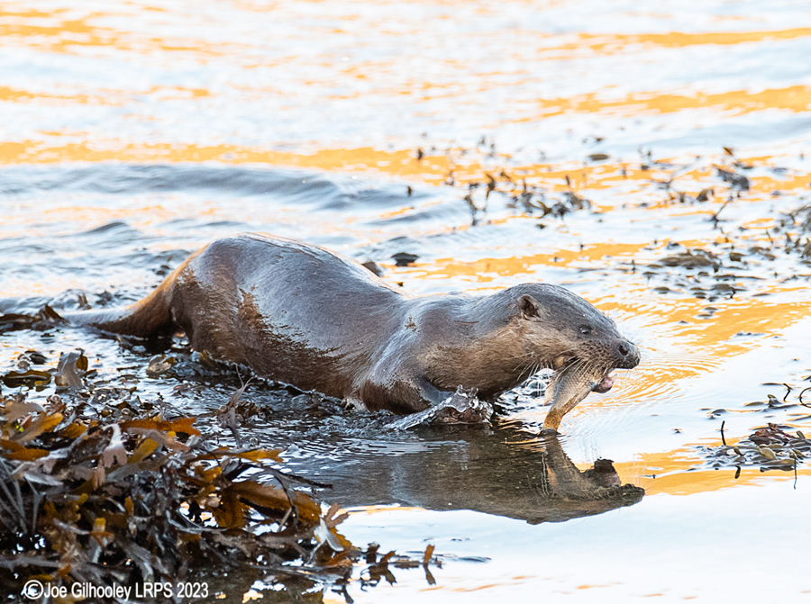 Otters on Loch Spelve, Mull