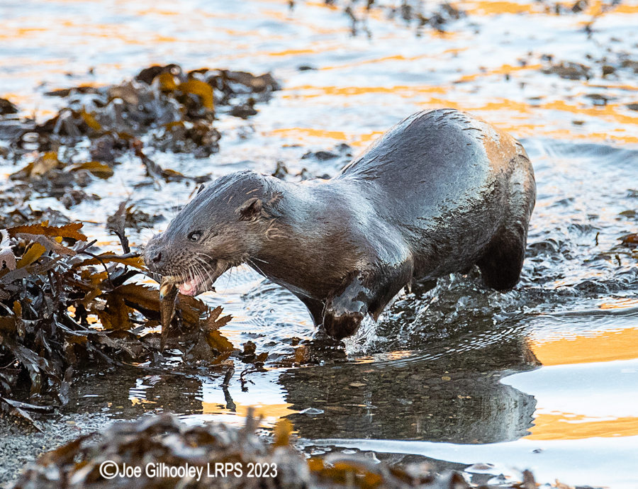 Otters on Loch Spelve, Mull