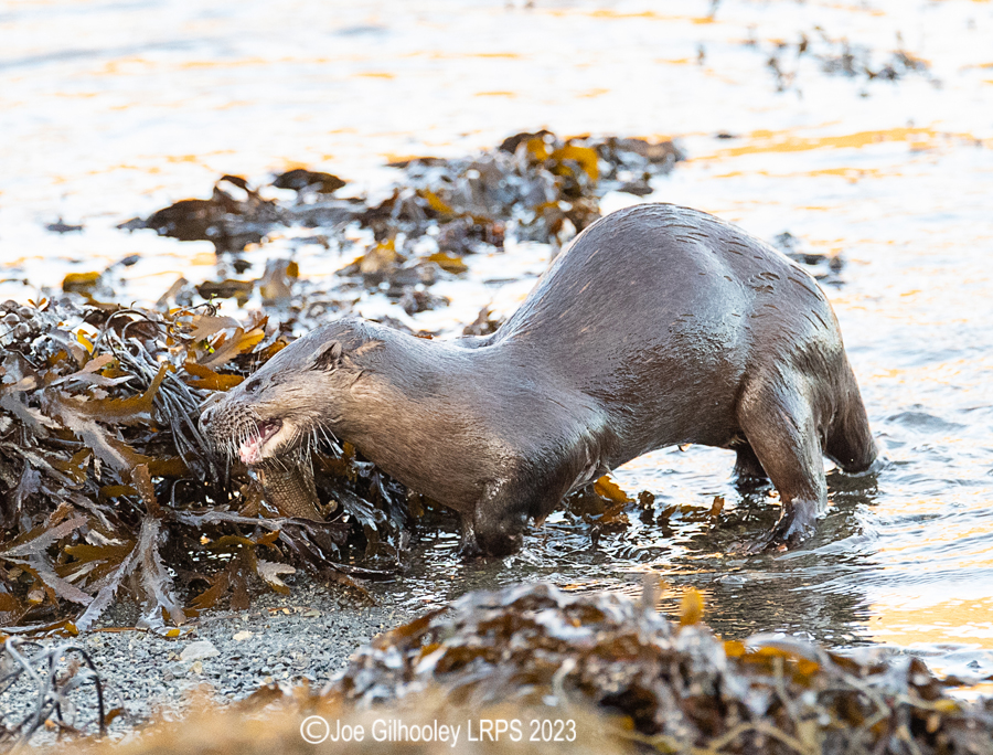 Otters on Loch Spelve, Mull