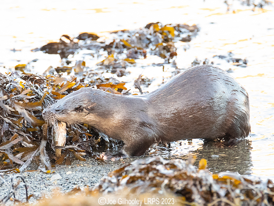 Otters on Loch Spelve, Mull