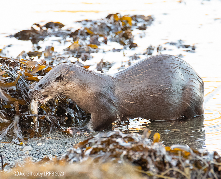 Otters on Loch Spelve, Mull