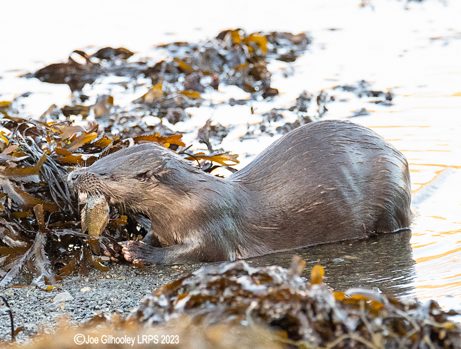 Otters on Loch Spelve, Mull