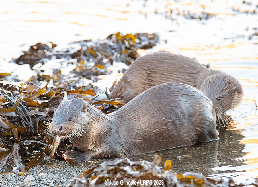 Otters on Loch Spelve, Mull
