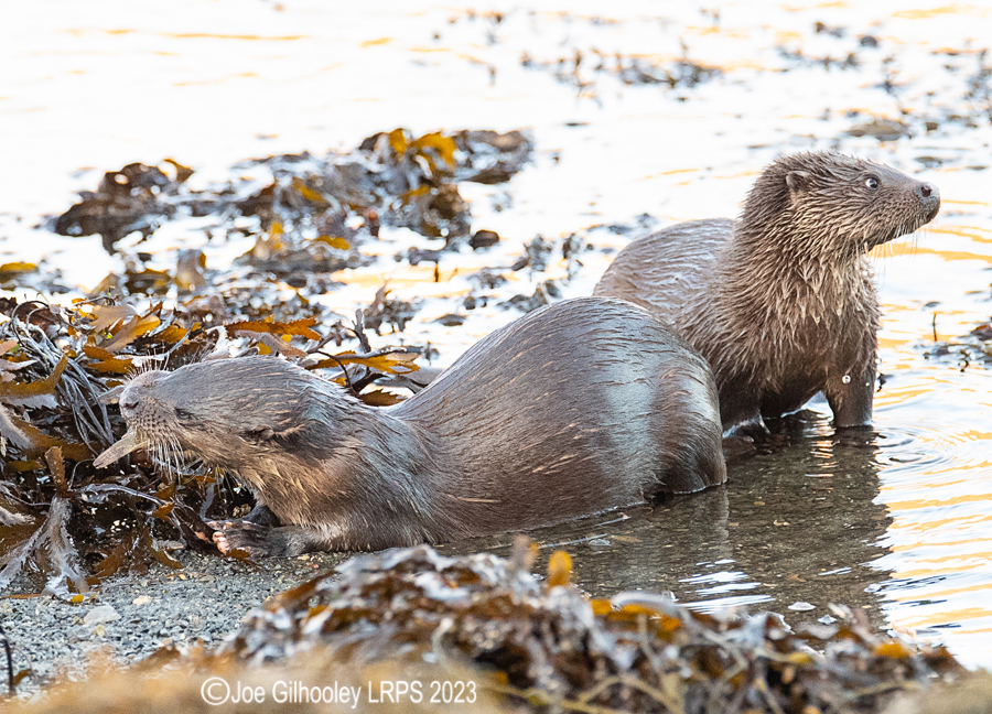 Otters on Loch Spelve, Mull