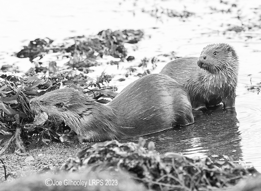 Otters on Loch Spelve, Mull