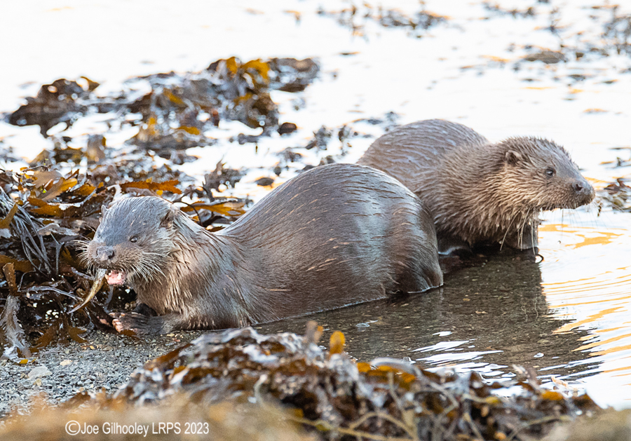 Otters on Loch Spelve, Mull