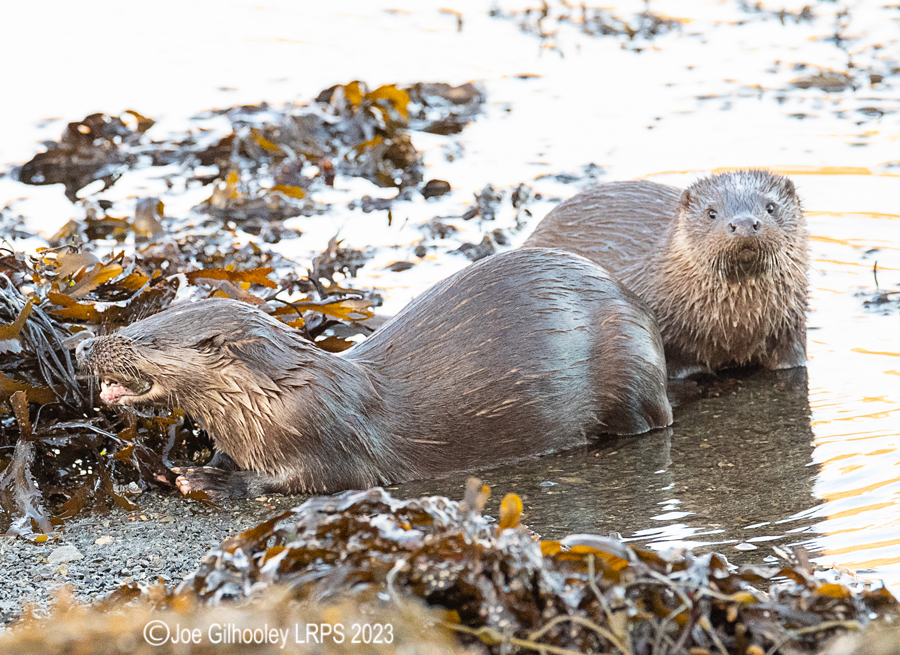 Otters on Loch Spelve, Mull