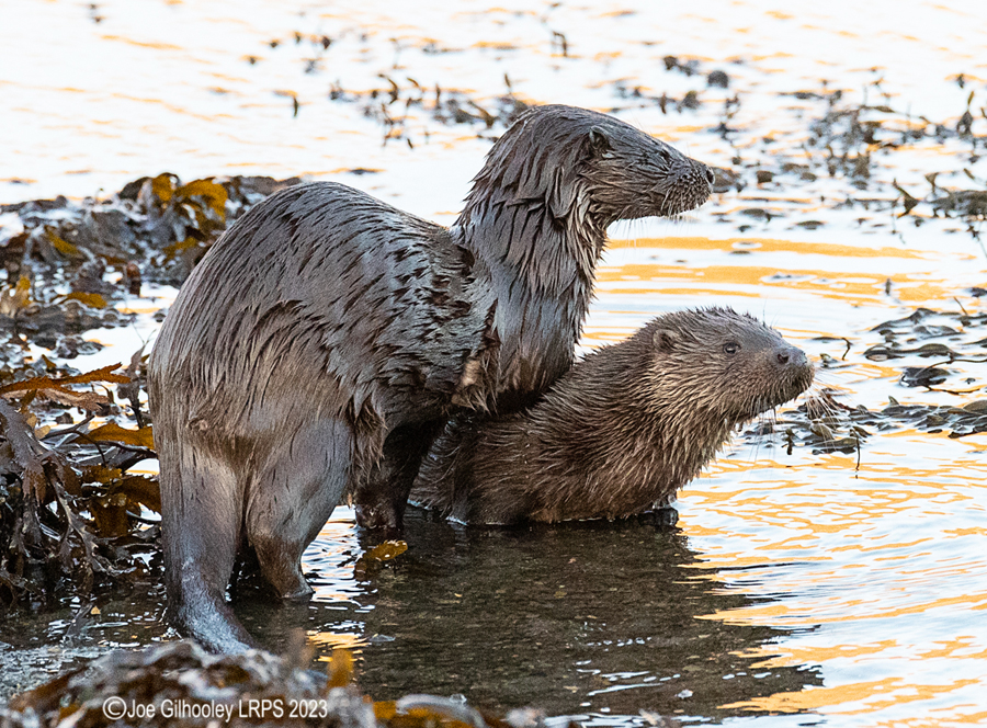 Otters on Loch Spelve, Mull