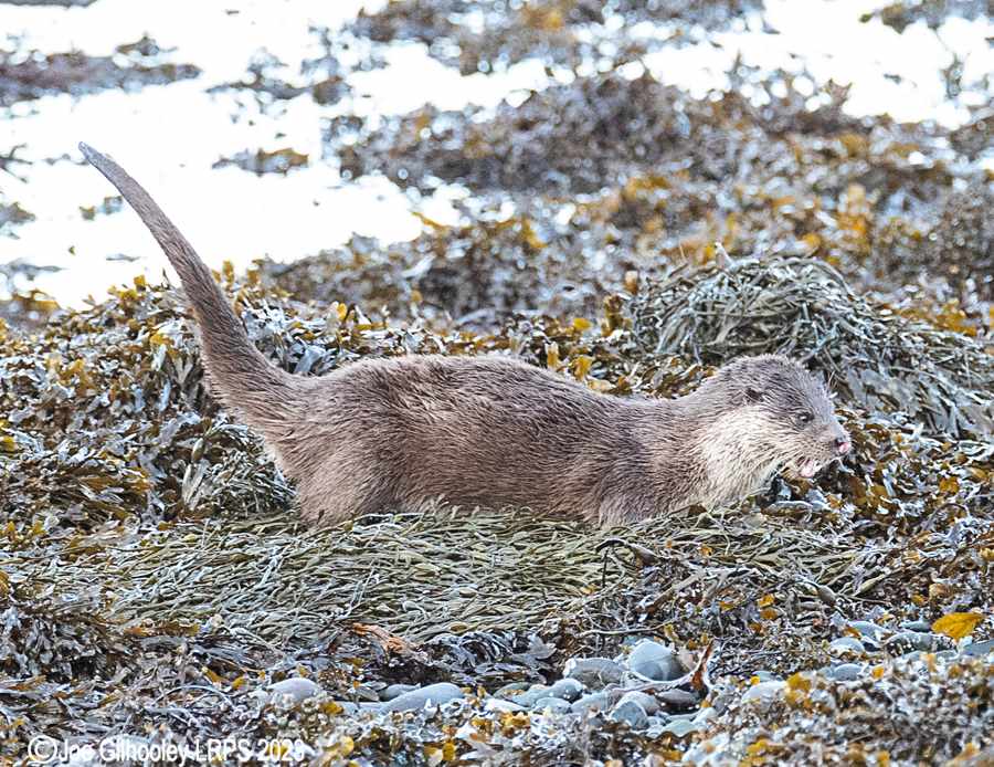 Otters on Loch Spelve, Mull