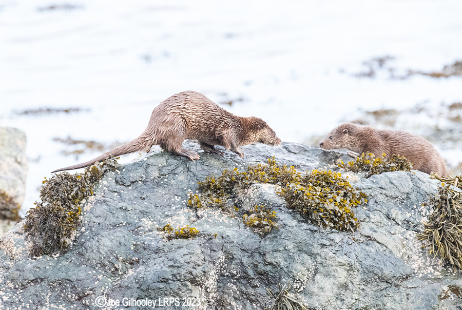 Otters on Loch Spelve, Mull