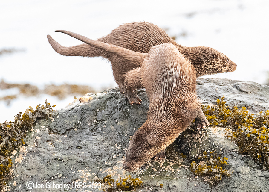 Otters on Loch Spelve, Mull
