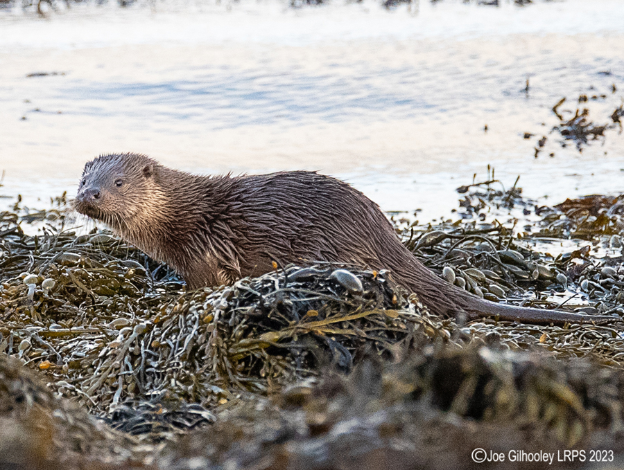 Otters on Loch Spelve, Mull