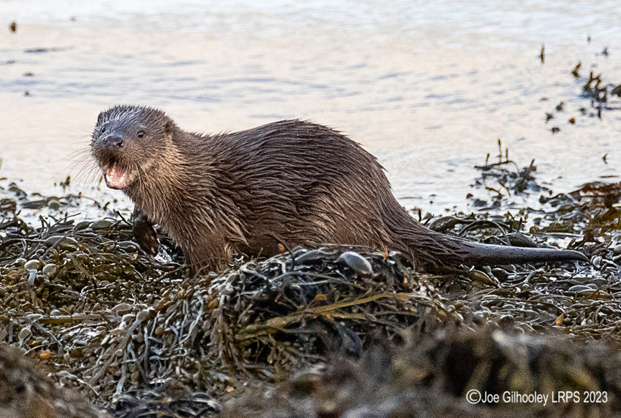 Otters on Loch Spelve, Mull