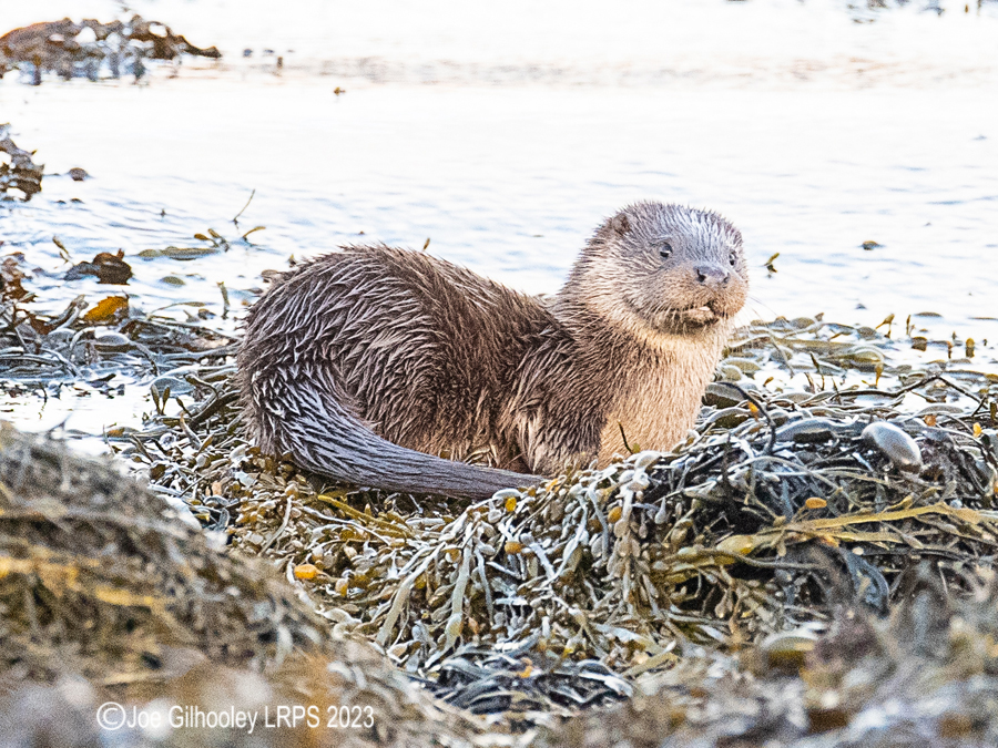 Otters on Loch Spelve, Mull