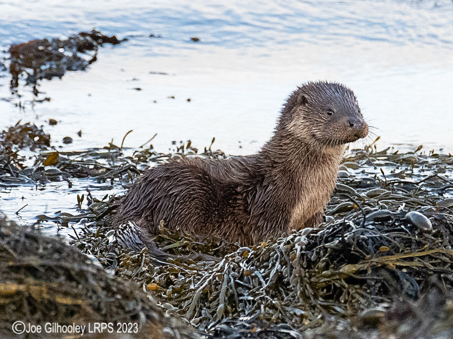 Otters on Loch Spelve, Mull