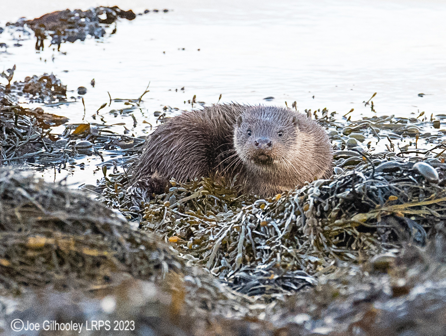 Otters on Loch Spelve, Mull