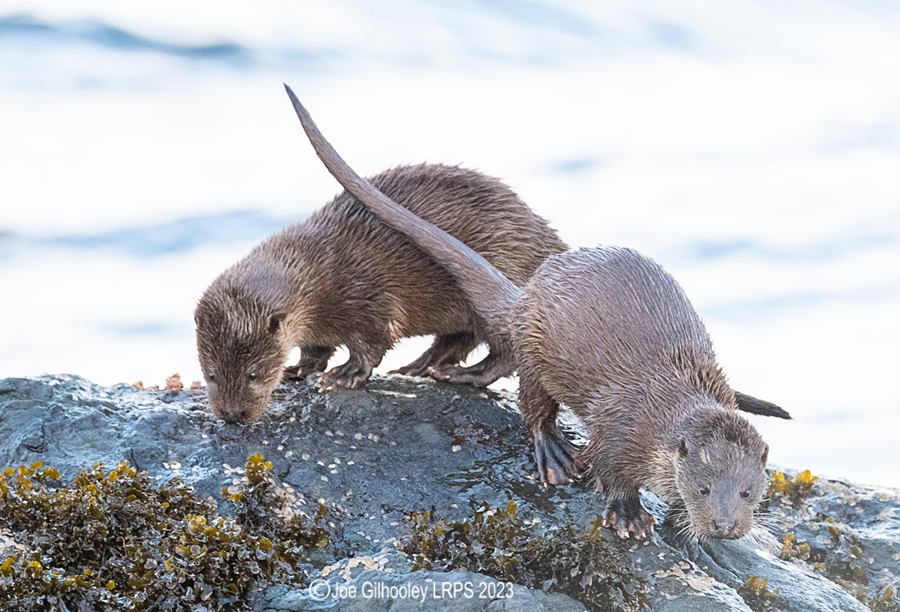 Otters on Loch Spelve, Mull