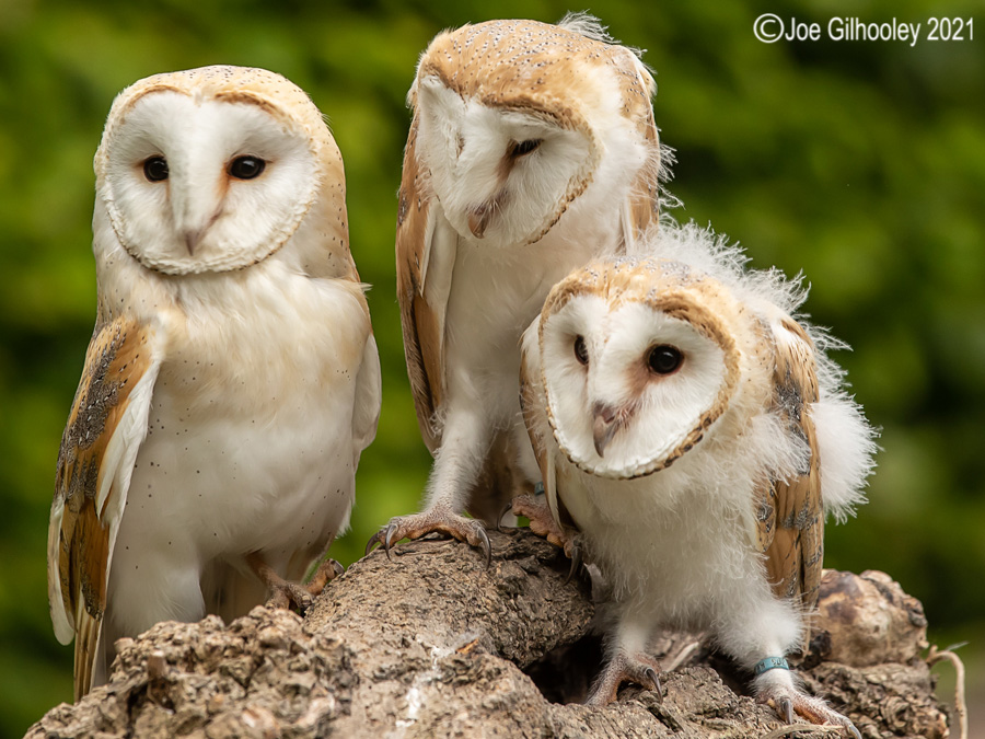 British Owls with Andy Howey