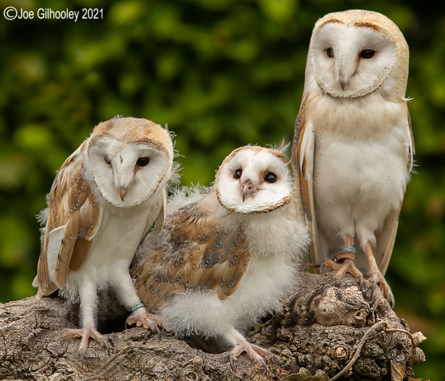 British Owls with Andy Howey
