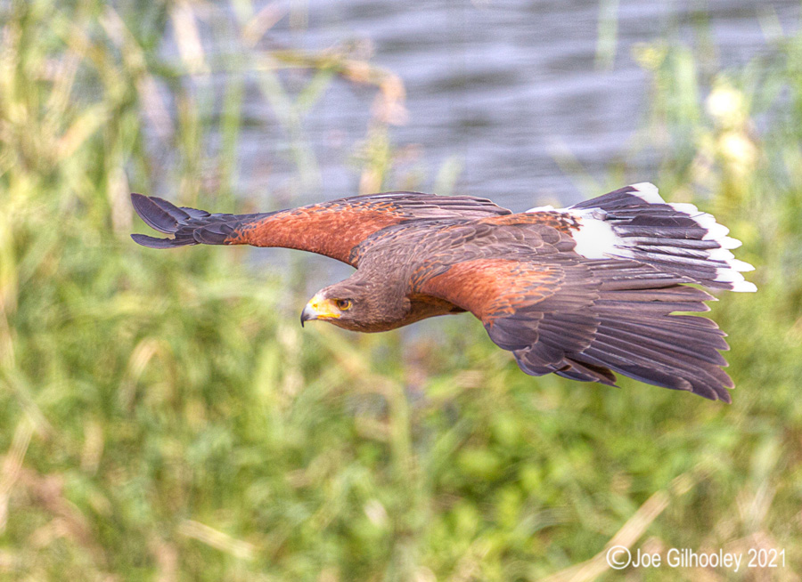 Harris Hawk in Flight - Blair Drummond Safari Park