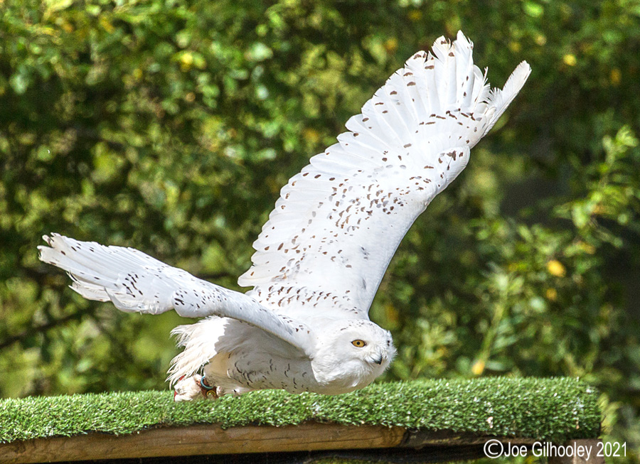 Snowy Owl in Flight - Blair Drummond Safari Park