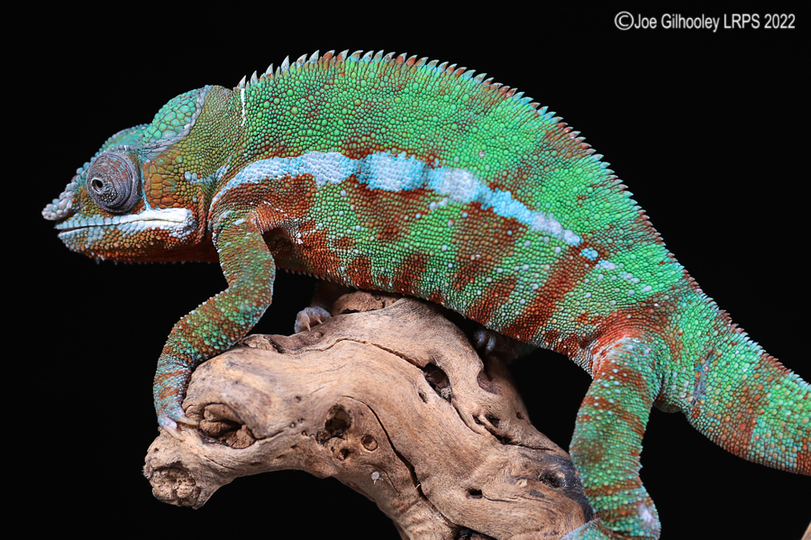 Panther Chameleon 5th October 2022