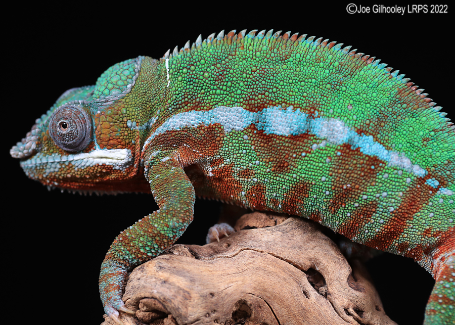Panther Chameleon 5th October 2022