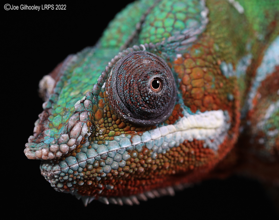 Panther Chameleon 5th October 2022