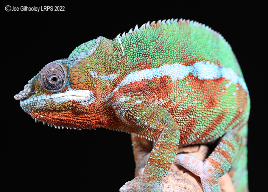 Panther Chameleon 5th October 2022