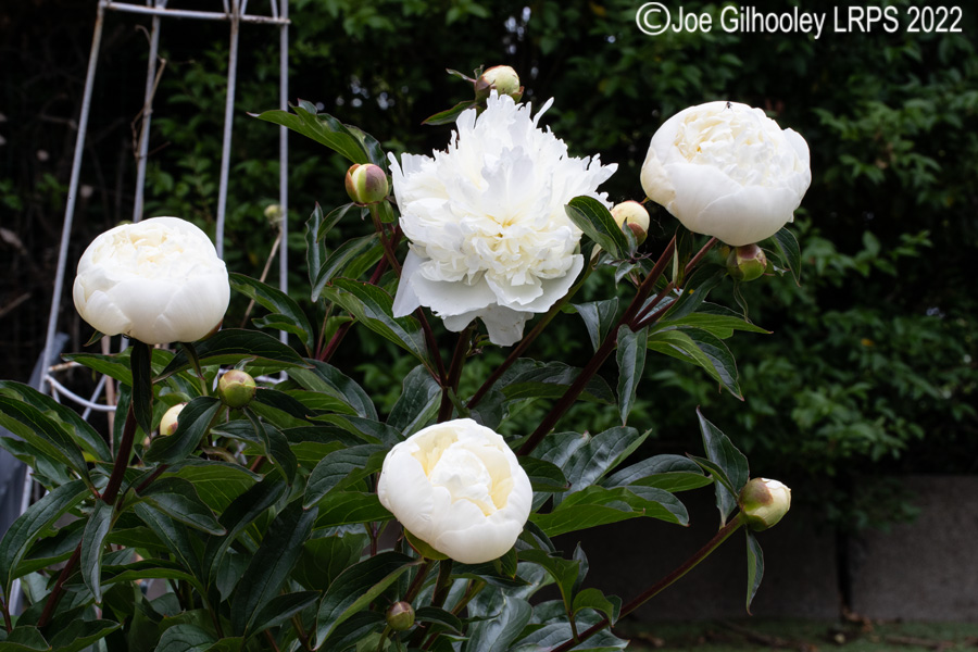 Peony Rose Bush in our Garden