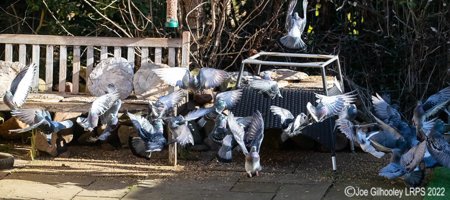 Pigeons Flying in our Garden
