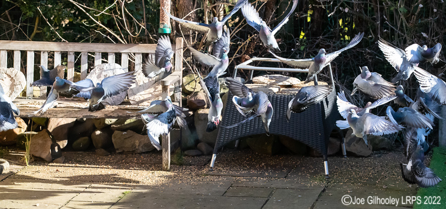 Pigeons Flying in our Garden
