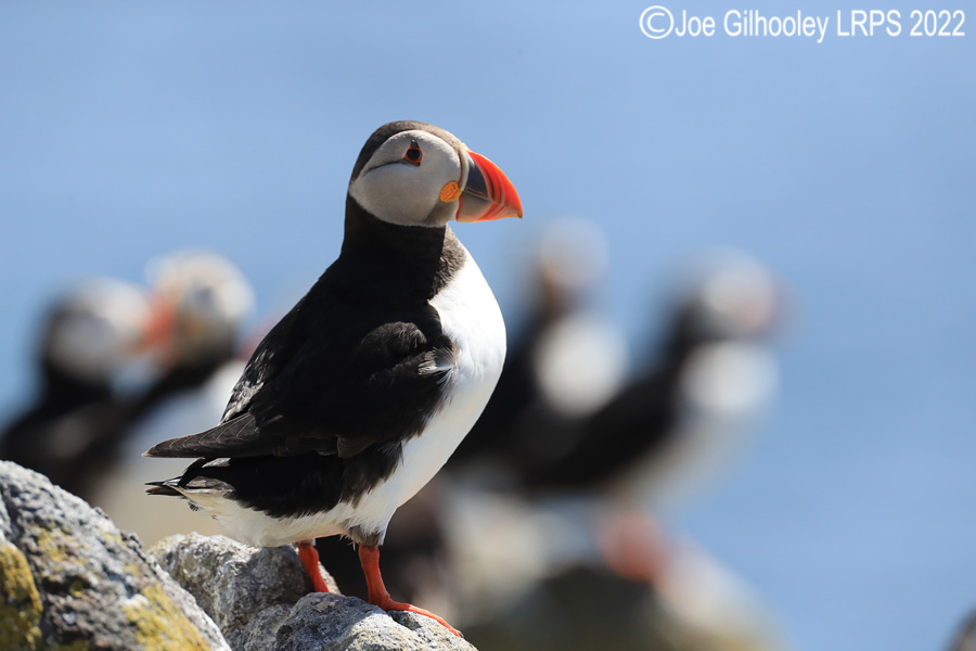 Puffins Isle of May
