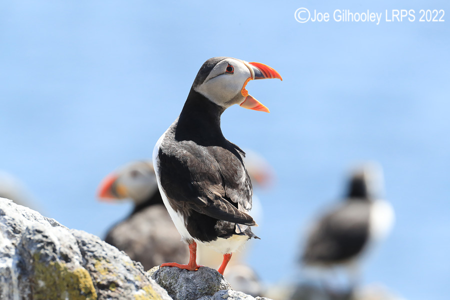 Puffins Isle of May