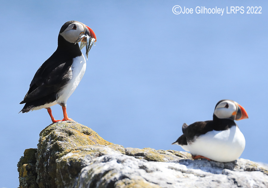 Puffins Isle of May