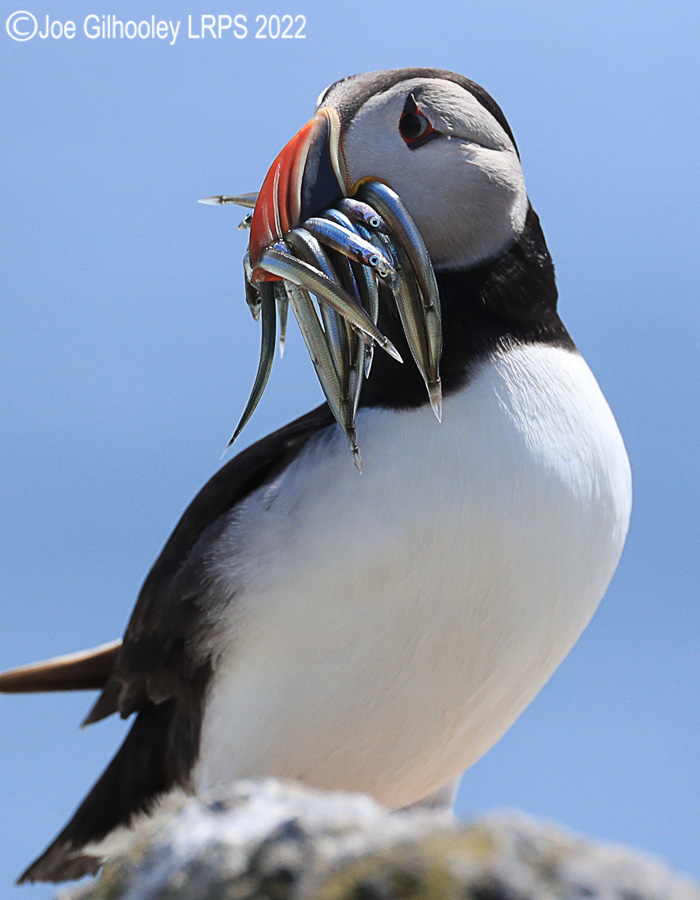 Puffins Isle of May
