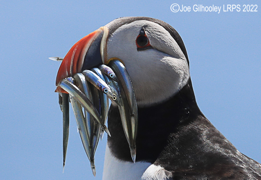 Puffins Isle of May