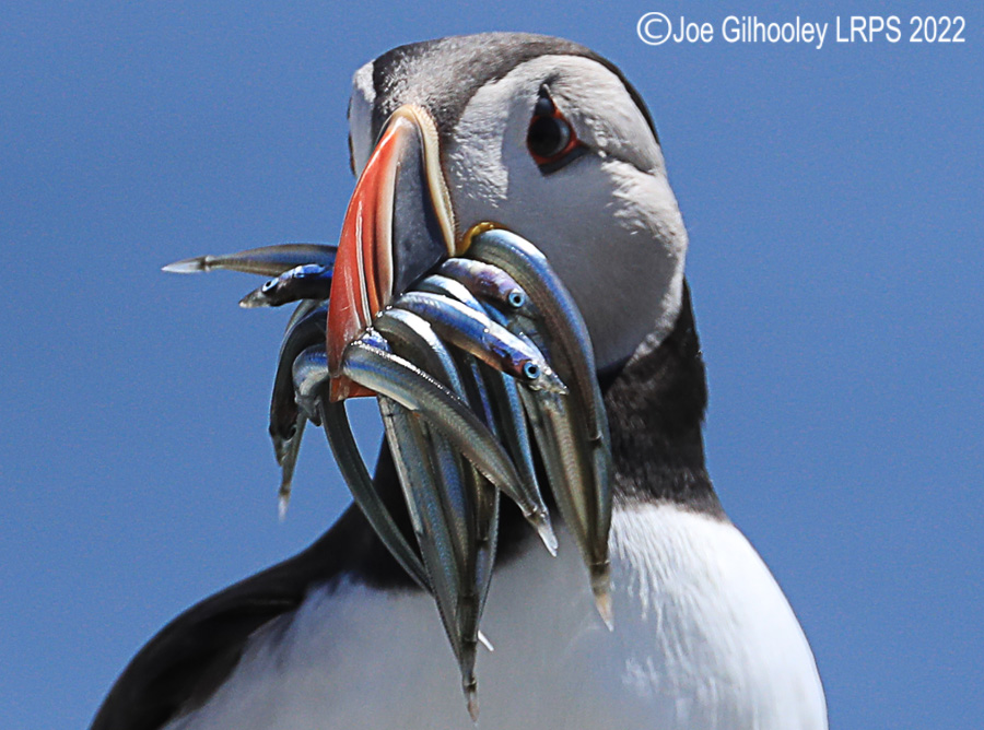 Puffins Isle of May